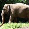 Happy now? Bronx zoo elephant deemed 'not a person' by the state